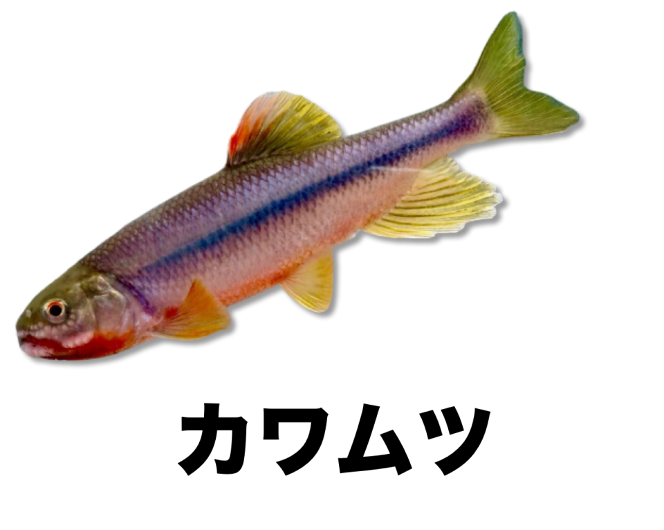 カワムツ 石川流域のお魚ソコソコ解説 公式 石川流域生きものミュージアム 雨ふる大地の水辺保全ネットワーク