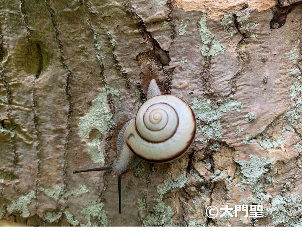 クチベニマイマイ　カタツムリ　マイマイ　貝殻　標本 1432561be86b5c557317715459695c