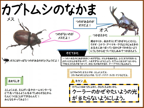 カブトムシ 公式 石川流域生きものミュージアム 雨ふる大地の水辺保全ネットワーク