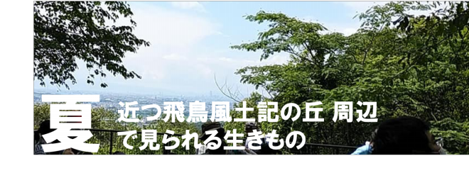 近つ飛鳥風土記の丘生きものガイド 公式 石川流域生きものミュージアム 雨ふる大地の水辺保全ネットワーク