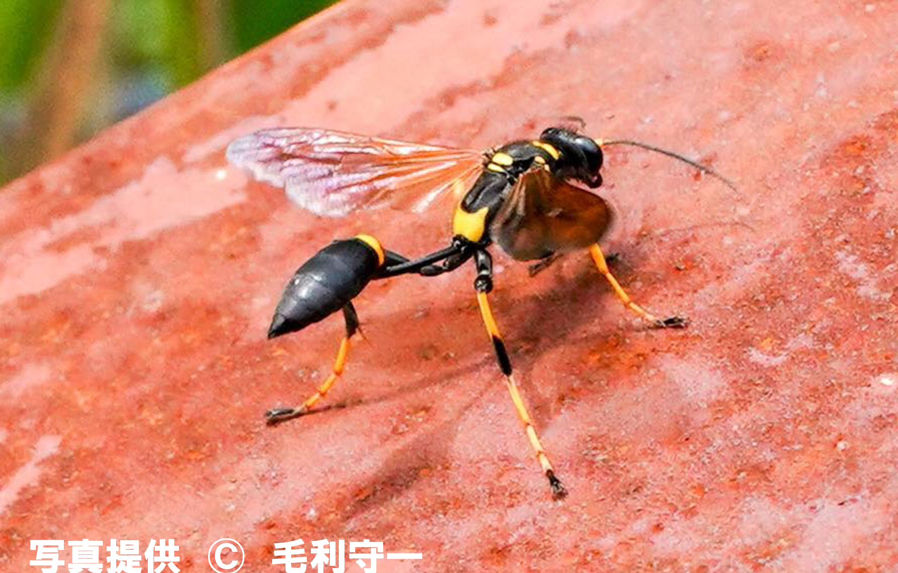 アメリカジガバチ 公式 石川流域生きものミュージアム 雨ふる大地の水辺保全ネットワーク