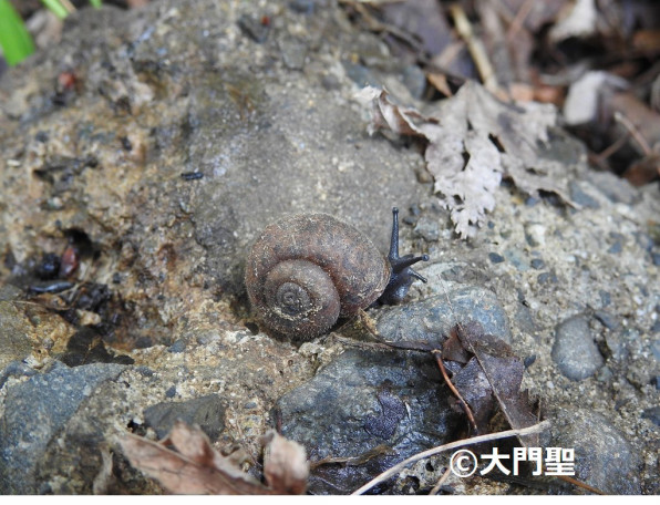 ケハダビロウドマイマイ 雨ふる大地の水辺保全ネットワーク