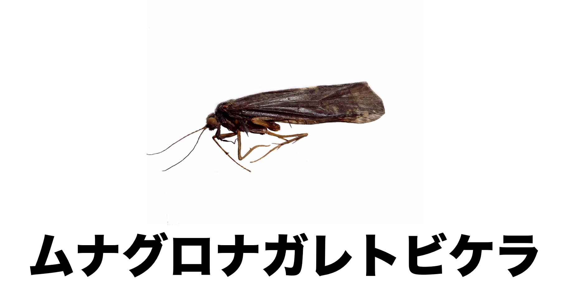 09 ムナグロナガレトビケラ 公式 石川流域生きものミュージアム 雨ふる大地の水辺保全ネットワーク