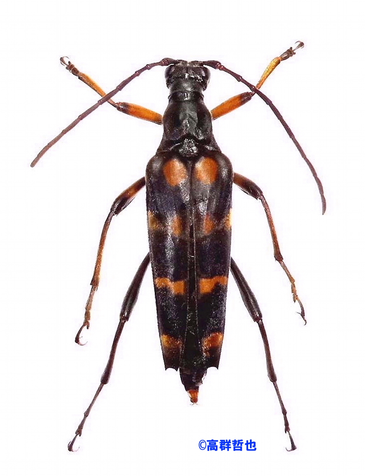 14 オオヨツスジハナカミキリ | ［公式］石川流域生きものミュージアム