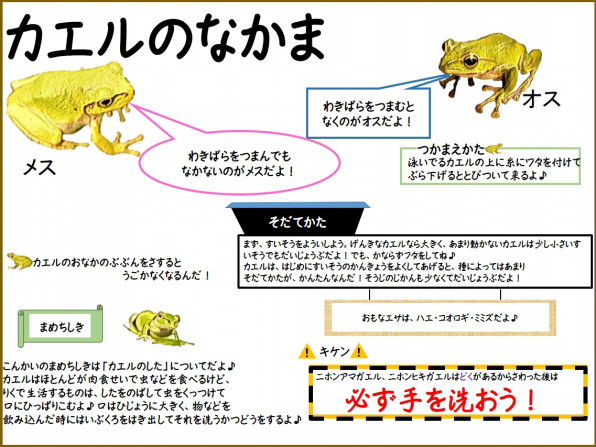 カエルの仲間 主にアマガエル 公式 石川流域生きものミュージアム 雨ふる大地の水辺保全ネットワーク