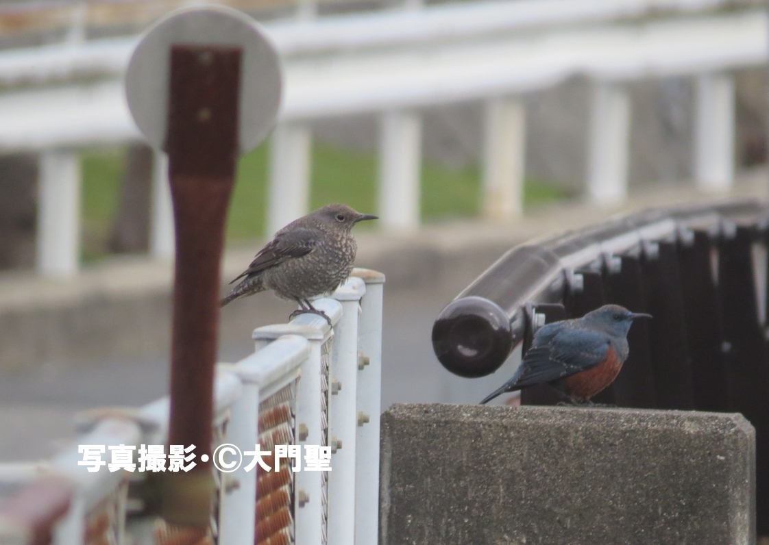 【isohiyodori様】petit main おまとめページ isohiyodori様】petit main おまとめページ