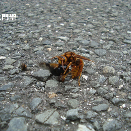 危険生物 スズメバチ 公式 石川流域生きものミュージアム 雨ふる大地の水辺保全ネットワーク