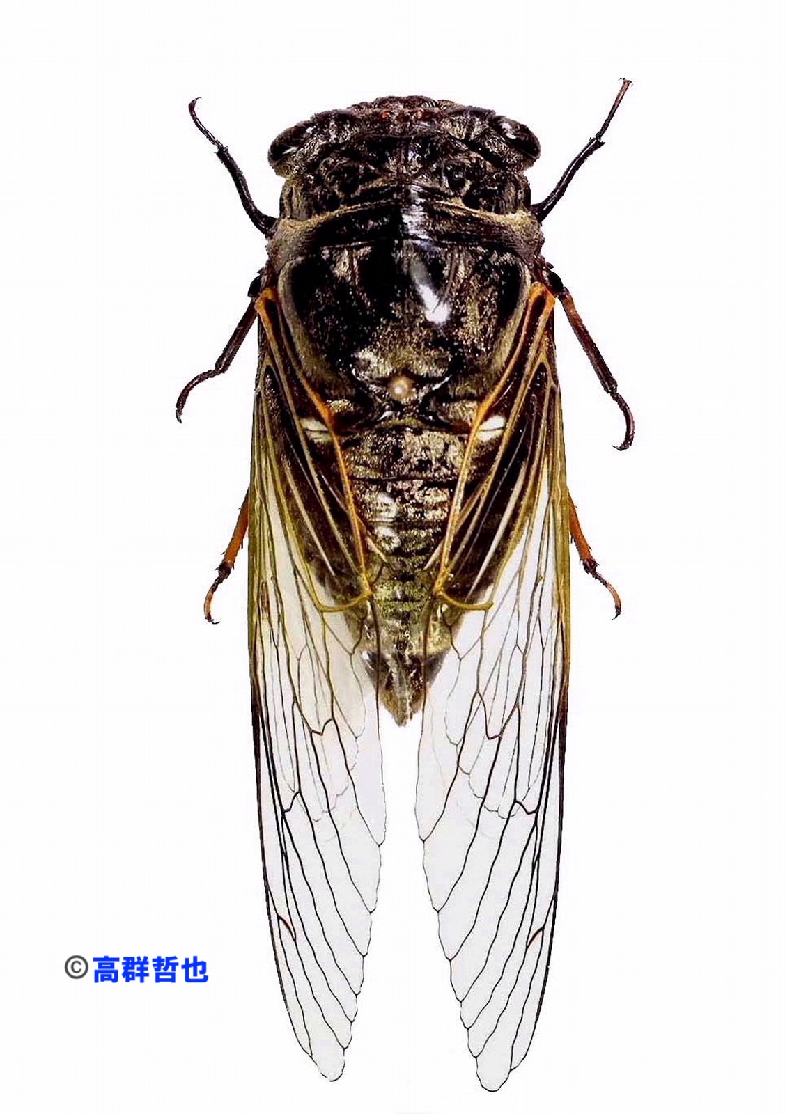 2 クマゼミ | ［公式］石川流域生きものミュージアム・雨ふる大地の