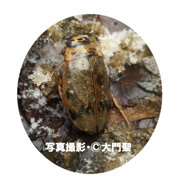 どうしてアメンボというの アメンボの特殊能力 公式 石川流域生きものミュージアム 雨ふる大地の水辺保全ネットワーク どうしてアメンボというの アメンボの特殊能力 公式 石川流域生きものミュージアム 雨ふる大地の水辺保全ネットワーク