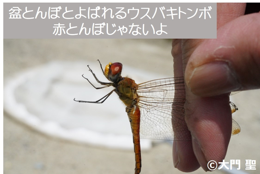 秋を代表する生きもの 赤とんぼ 公式 石川流域生きものミュージアム 雨ふる大地の水辺保全ネットワーク 秋を代表する生きもの 赤とんぼ 公式 石川流域生きものミュージアム 雨ふる大地の水辺保全ネットワーク