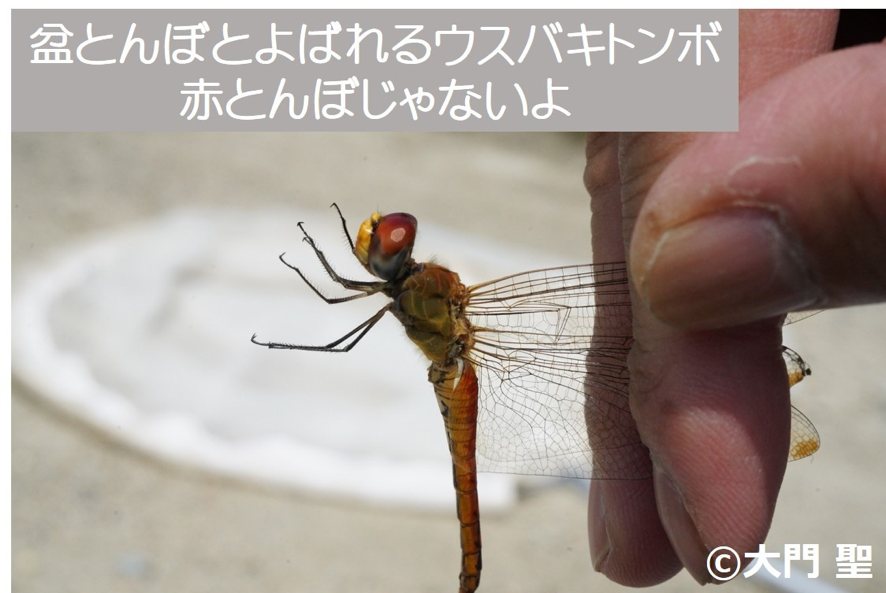 秋を代表する生きもの 赤とんぼ 公式 石川流域生きものミュージアム 雨ふる大地の水辺保全ネットワーク