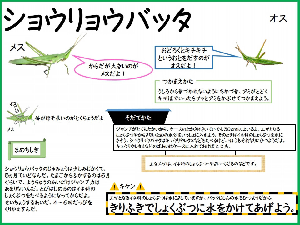 ショウリョウバッタ 雨ふる大地の水辺保全ネットワーク
