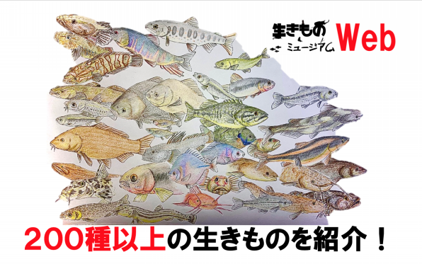 新しいコレクション かたつむり コンクリート 誕生 日 ライン 友達