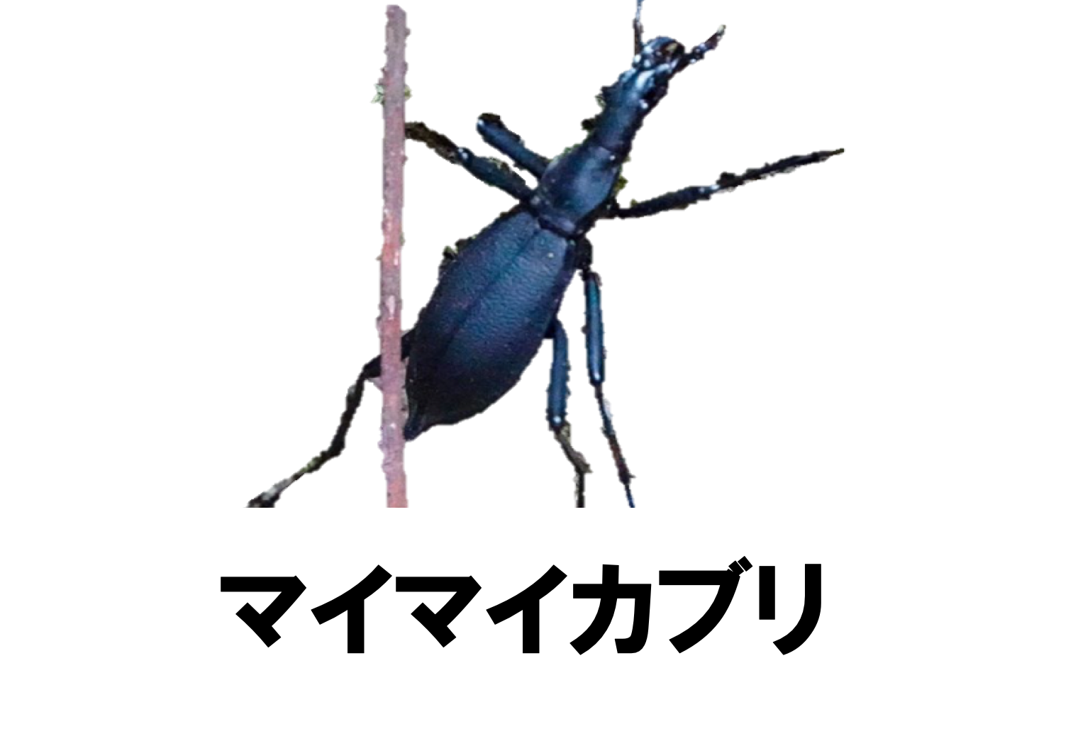 蝸牛被最大種】フクエマイマイカブリ ホンマイマイカブリ 昆虫標本