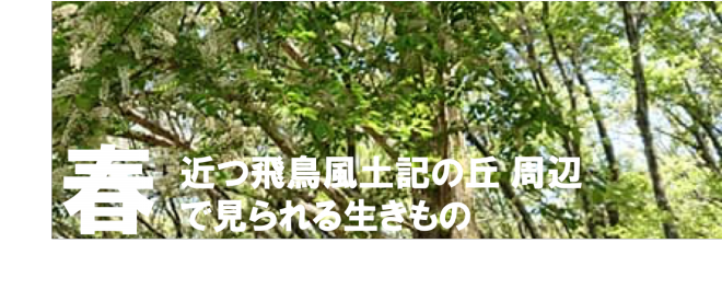 近つ飛鳥風土記の丘生きものガイド 公式 石川流域生きものミュージアム 雨ふる大地の水辺保全ネットワーク