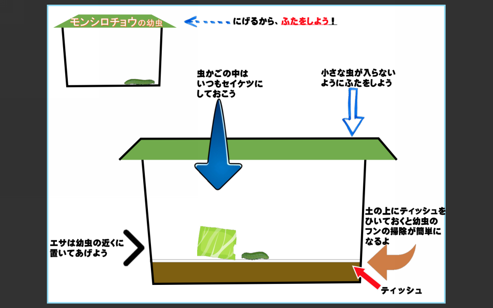 モンシロチョウの幼虫 公式 石川流域生きものミュージアム 雨ふる大地の水辺保全ネットワーク