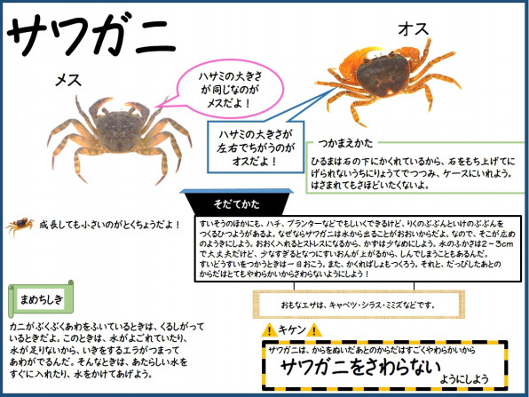 サワガニ 公式 石川流域生きものミュージアム 雨ふる大地の水辺保全ネットワーク