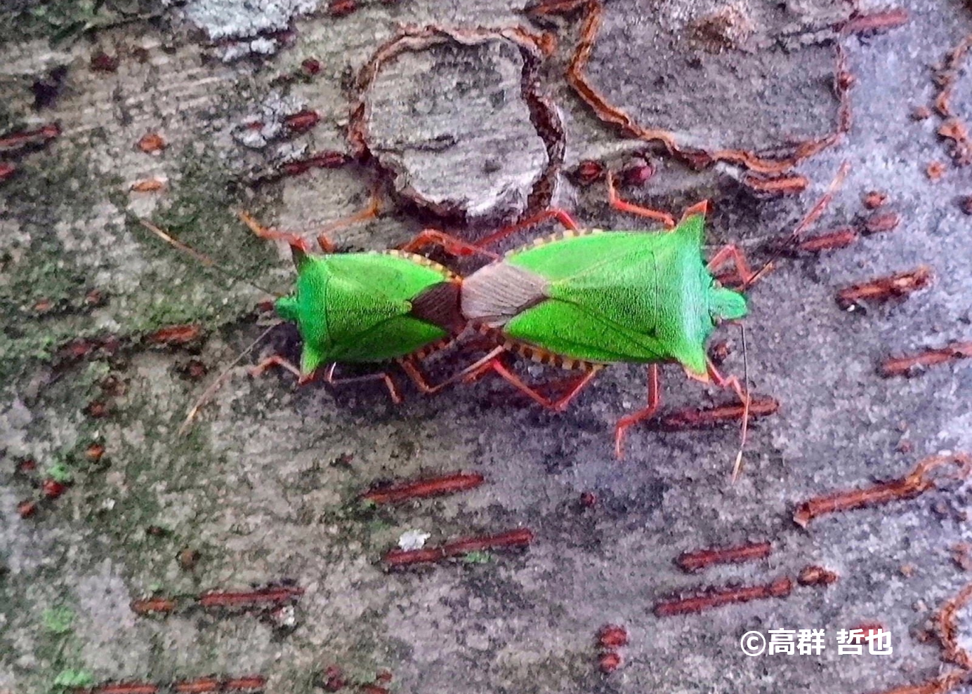ツノアオカメムシ | ［公式］石川流域生きものミュージアム・雨ふる