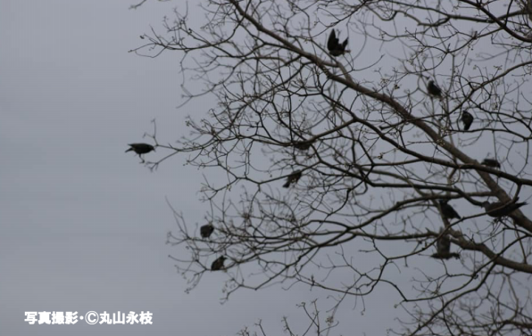 夕方から夜に大群で木にとまる鳥は何 ムクドリ 公式 石川流域生きものミュージアム 雨ふる大地の水辺保全ネットワーク