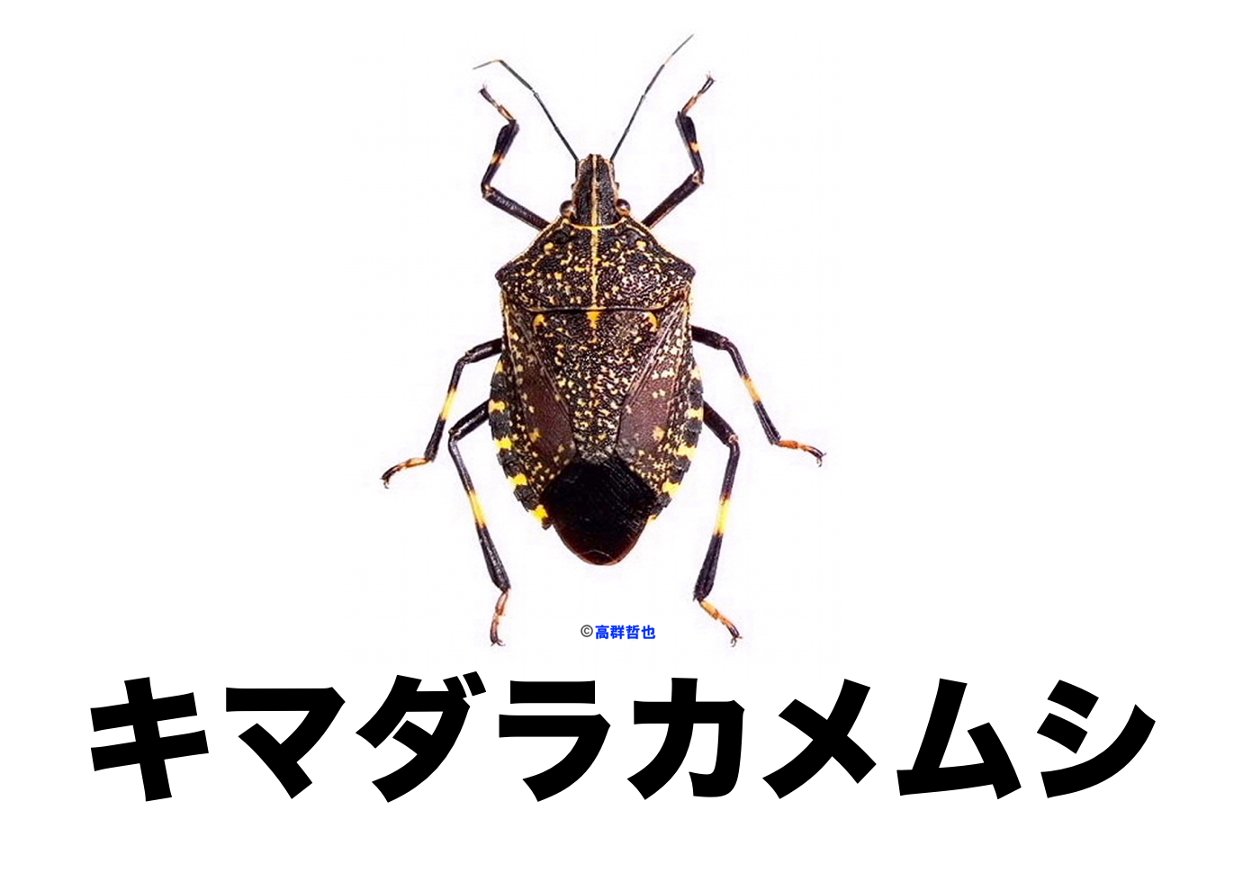 カメムシ ヘリカメムシの仲間 公式 石川流域生きものミュージアム 雨ふる大地の水辺保全ネットワーク カメムシ ヘリカメムシの仲間 公式 石川流域生きものミュージアム 雨ふる大地の水辺保全ネットワーク