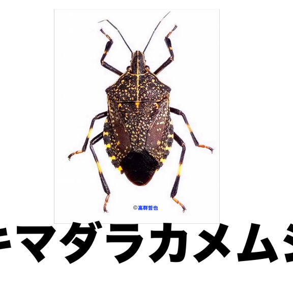 カメムシ ヘリカメムシの仲間 | ［公式］石川流域生きものミュージアム