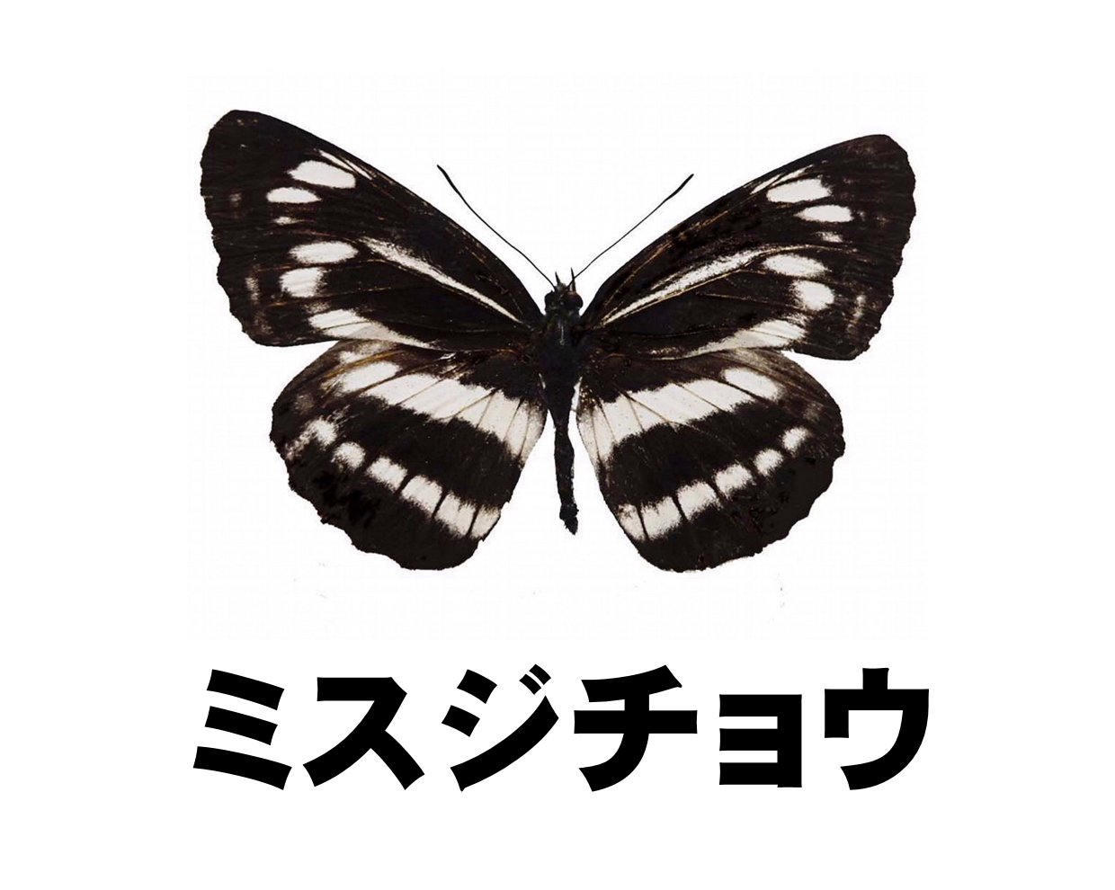 は7AS 蝶 標本 『オオイチモンジ』 『ミスジチョウ』 『アカマダラ