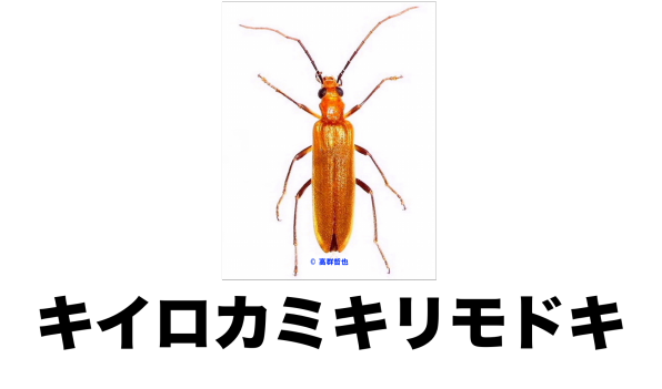 カミキリモドキのなかま ＝索引・検索＝ | ［公式］石川流域生きもの