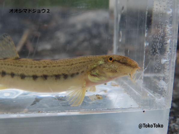 オオシマドジョウ 著作権フリー 公式 石川流域生きものミュージアム 雨ふる大地の水辺保全ネットワーク