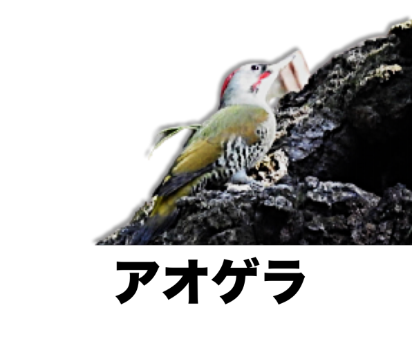 写真で見つける 野鳥 公式 石川流域生きものミュージアム 雨ふる大地の水辺保全ネットワーク 写真で見つける 野鳥 公式 石川流域生きものミュージアム 雨ふる大地の水辺保全ネットワーク