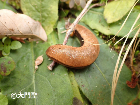 ヤマナメクジ 公式 石川流域生きものミュージアム 雨ふる大地の水辺保全ネットワーク