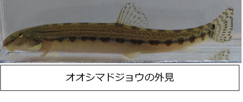 とことん 石川流域のドジョウ 公式 石川流域生きものミュージアム 雨ふる大地の水辺保全ネットワーク