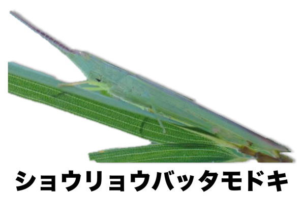 ショウリョウバッタモドキ | ［公式］石川流域生きものミュージアム