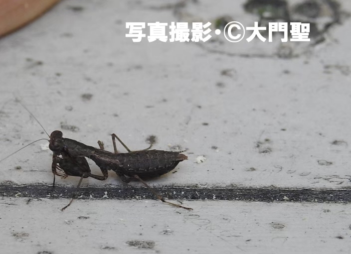 ヒナカマキリ | ［公式］石川流域生きものミュージアム・雨ふる大地の水辺保全ネットワーク