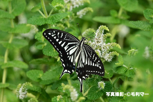 アゲハチョウは人に見えないものを見ている 公式 石川流域生きものミュージアム 雨ふる大地の水辺保全ネットワーク