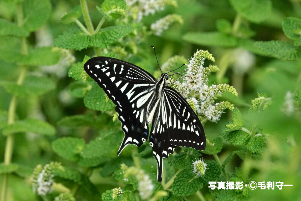 アゲハチョウは人に見えないものを見ている」 | ［公式］石川流域