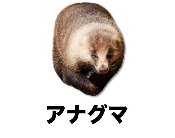 ほ乳類 公式 石川流域生きものミュージアム 雨ふる大地の水辺保全ネットワーク ほ乳類 公式 石川流域生きものミュージアム 雨ふる大地の水辺保全ネットワーク