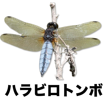 最も人気のある 昆虫 塗り絵 1549 昆虫 塗り絵 リアル 無料
