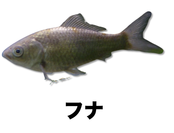 フナ類 公式 石川流域生きものミュージアム 雨ふる大地の水辺保全ネットワーク フナ類 公式 石川流域生きものミュージアム 雨ふる大地の水辺保全ネットワーク