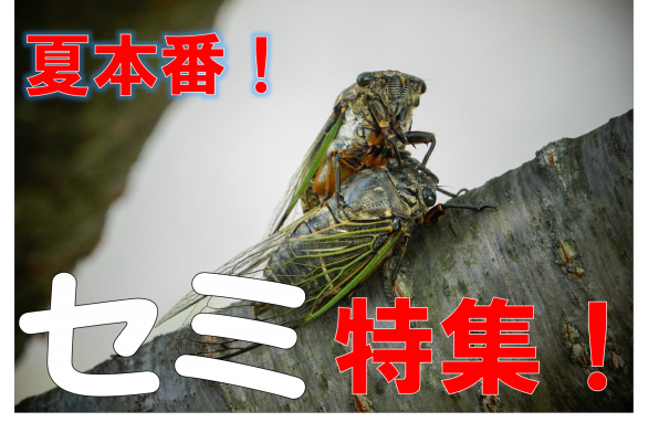 セミ特集！ | ［公式］石川流域生きものミュージアム・雨ふる大地の