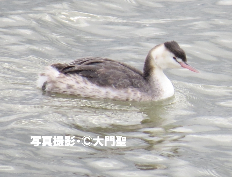 カンムリカイツブリ | ［公式］石川流域生きものミュージアム・雨ふる