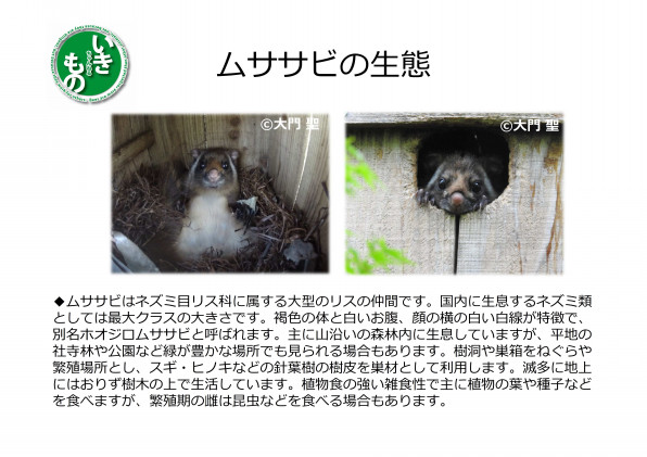 ムササビ 森の空飛ぶ忍者 公式 石川流域生きものミュージアム 雨ふる大地の水辺保全ネットワーク ムササビ 森の空飛ぶ忍者 公式 石川流域生きものミュージアム 雨ふる大地の水辺保全ネットワーク