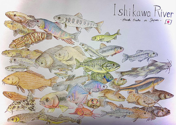 イラスト 淡水魚の多様性 石川流域 公式 石川流域生きものミュージアム 雨ふる大地の水辺保全ネットワーク
