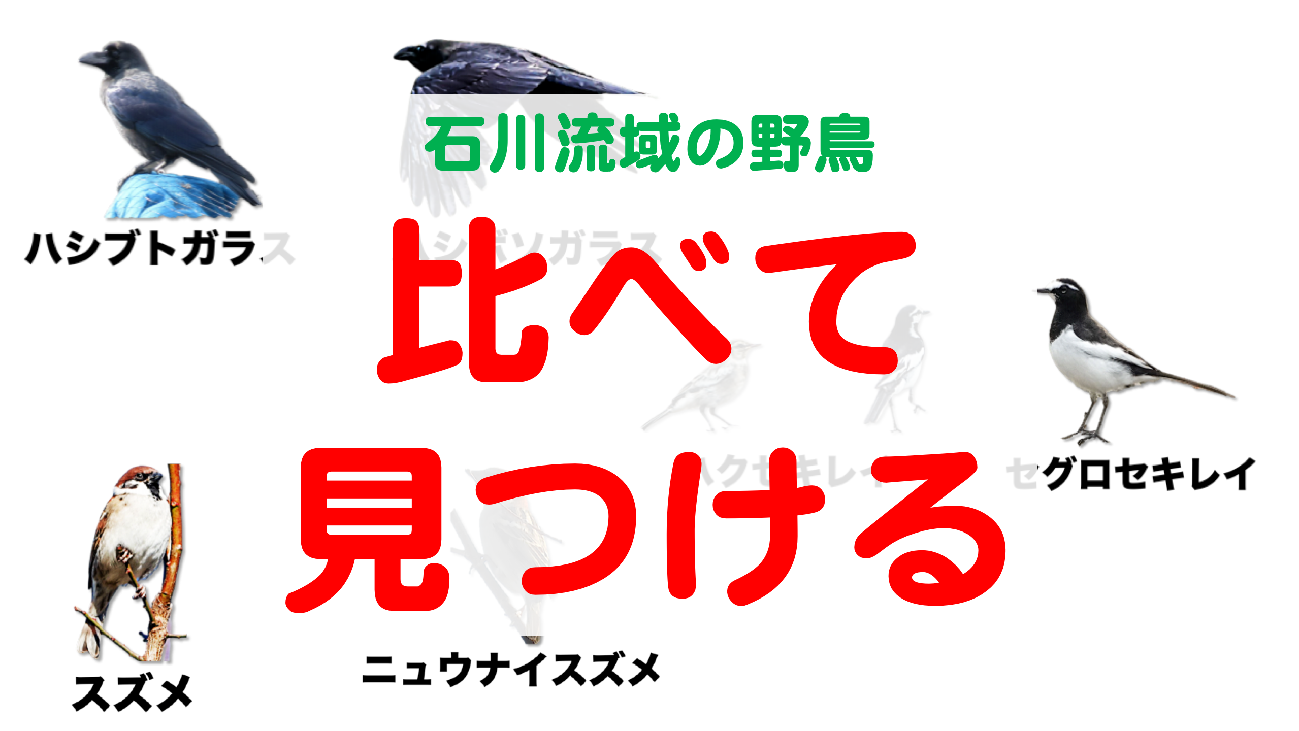 比べて見つける 野鳥 公式 石川流域生きものミュージアム 雨ふる大地の水辺保全ネットワーク