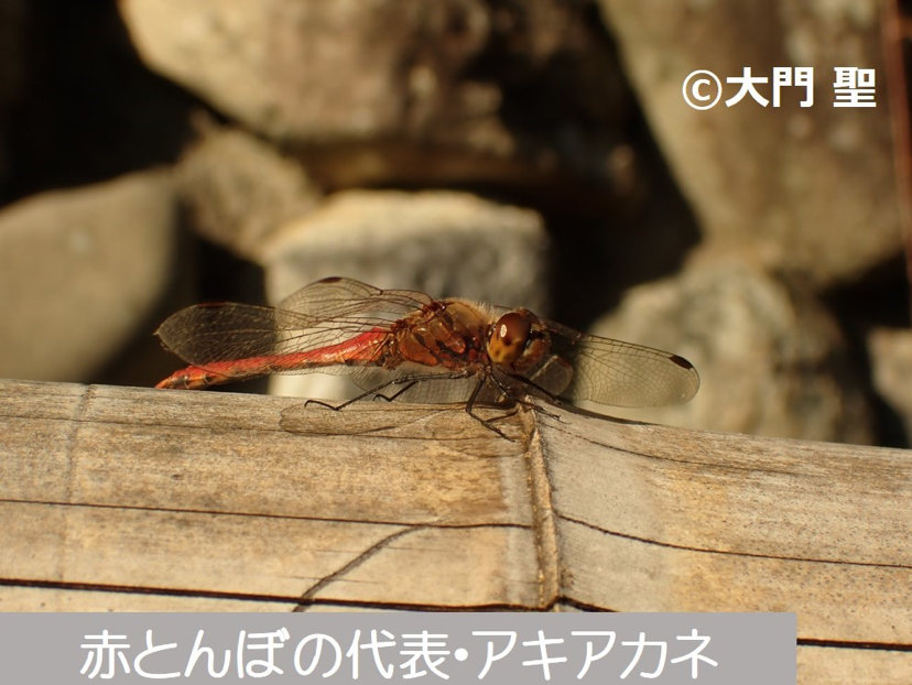 秋を代表する生きもの 赤とんぼ 公式 石川流域生きものミュージアム 雨ふる大地の水辺保全ネットワーク