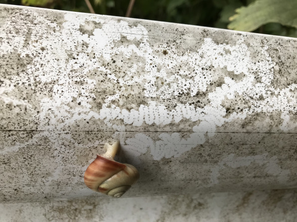 カタツムリとナメクジの違いは 公式 石川流域生きものミュージアム 雨ふる大地の水辺保全ネットワーク
