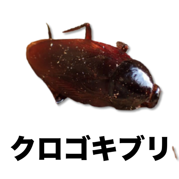 ゴキブリ シロアリ類 南河内の昆虫類 公式 石川流域生きものミュージアム 雨ふる大地の水辺保全ネットワーク