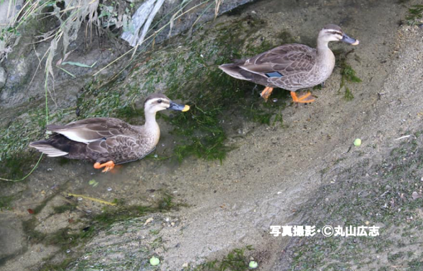 カルガモはなぜ春になると行列でどうして引っ越しするの？ | ［公式］石川流域生きものミュージアム・雨ふる大地の水辺保全ネットワーク