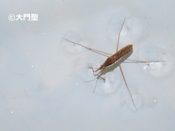 コセアカアメンボ 雨ふる大地の水辺保全ネットワーク