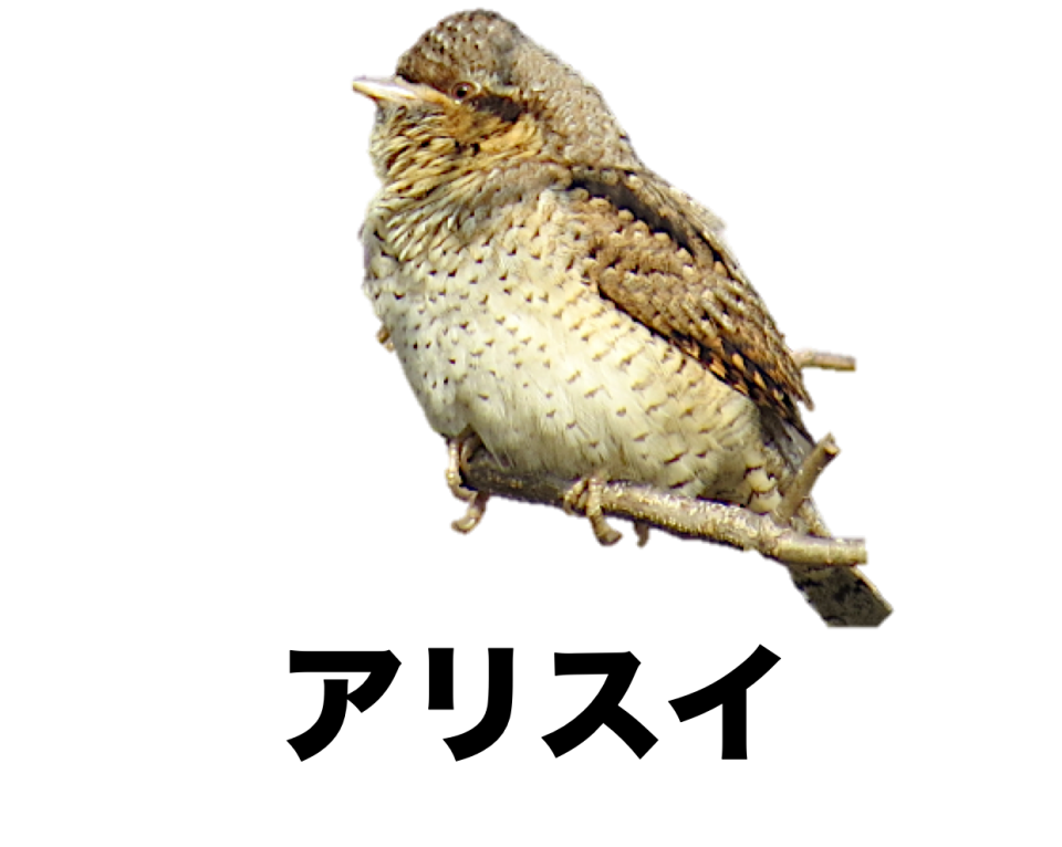 狭山池で冬に見られる野鳥 公式 石川流域生きものミュージアム 雨ふる大地の水辺保全ネットワーク