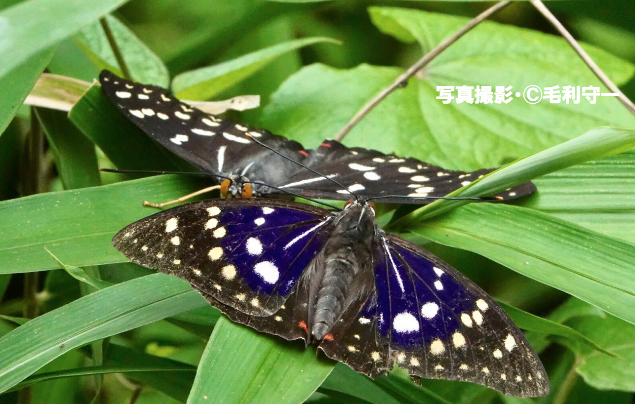 フンによくとまる日本の国蝶 オオムラサキ 公式 石川流域生きものミュージアム 雨ふる大地の水辺保全ネットワーク